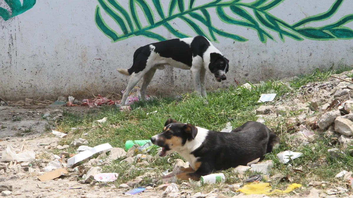 JE-Perros Callejeros